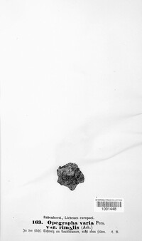 Opegrapha varia image